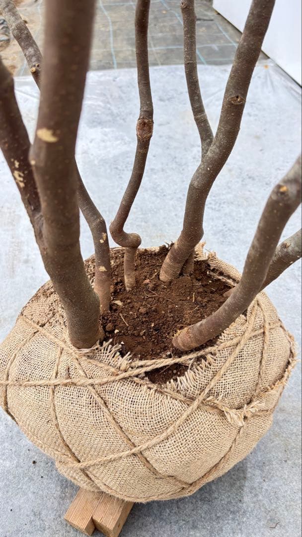 美しい樹形が魅力的 山採り ハイノキ 株立 694 樹高2.1m位 高級樹