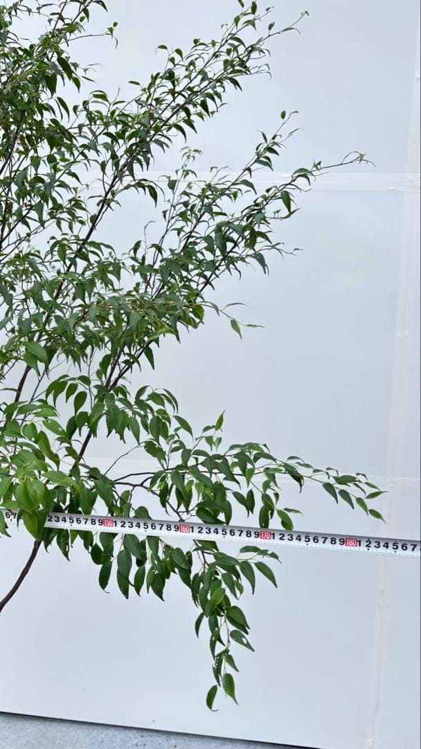 美しい樹形が魅力的 山採り ハイノキ 株立 694 樹高2.1m位 高級樹