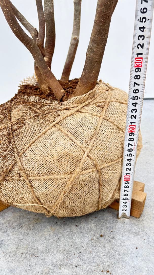 美しい樹形が魅力的 山採り ハイノキ 株立 694 樹高2.1m位 高級樹