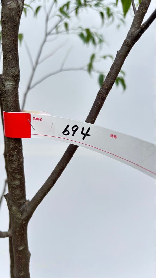 美しい樹形が魅力的 山採り ハイノキ 株立 694 樹高2.1m位 高級樹