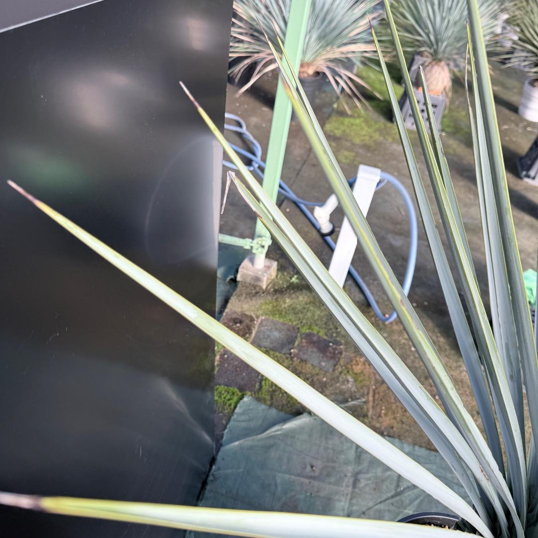 Z*Z様 【AL1128】ユッカ　リギダ