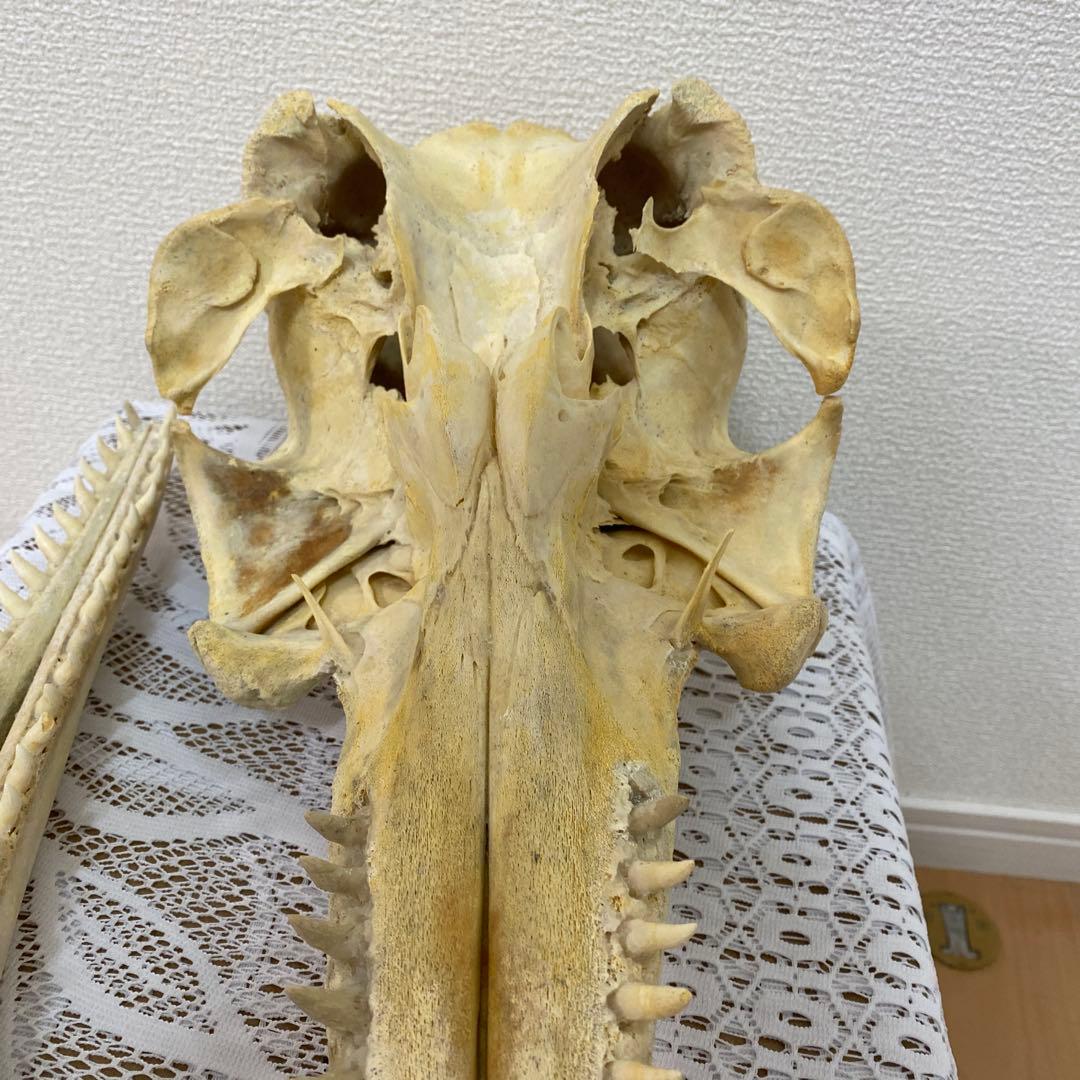 超希少種　シワハイルカ　頭骨　標本　海棲生物　いるか　イルカ
