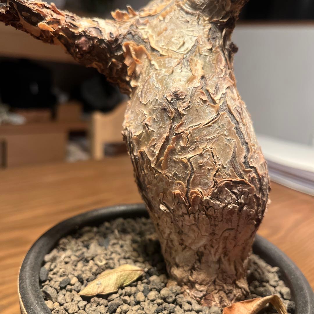 コミフォラ　グイドッティ　灌木　良型　発根済　現地球