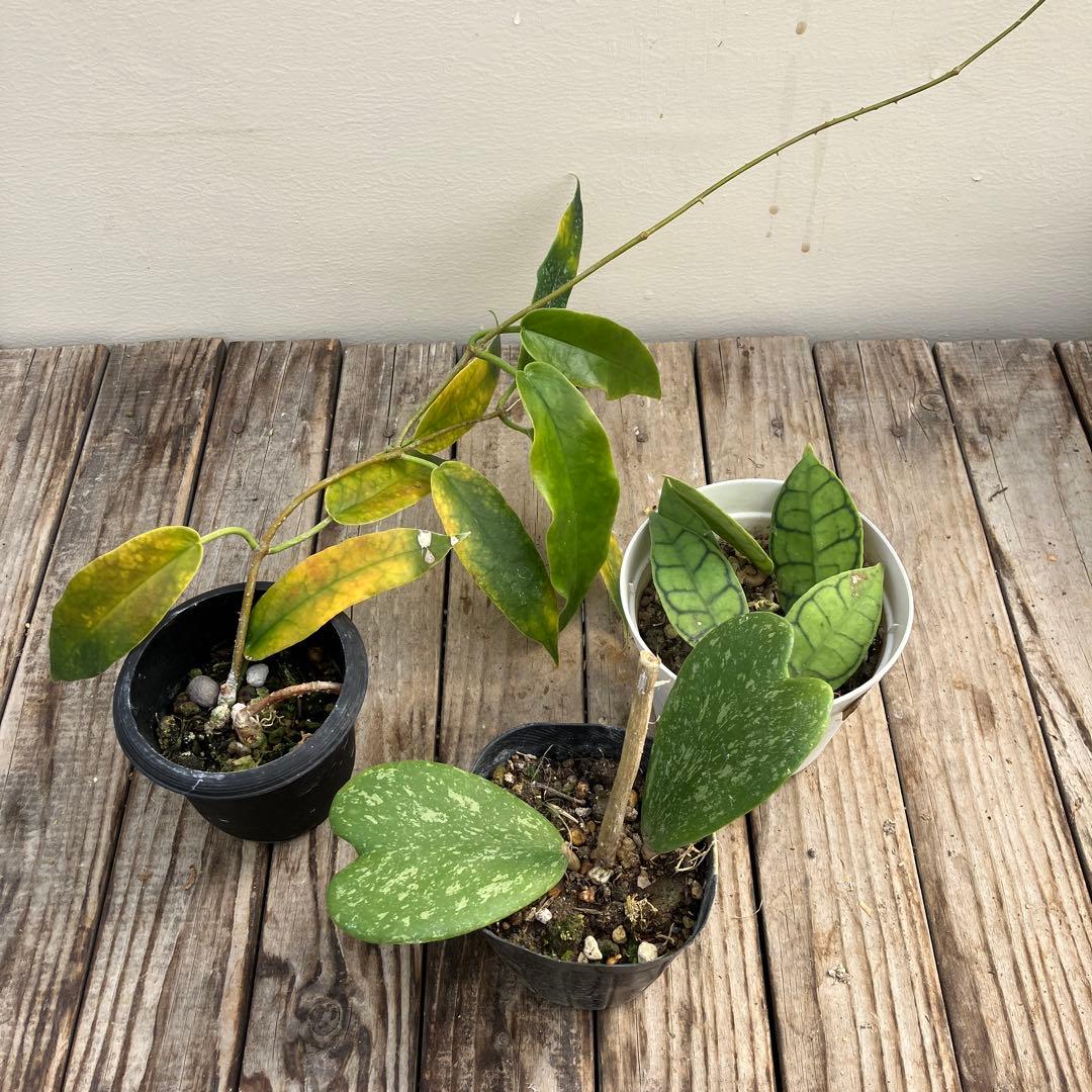 ホヤ8種類セット　希少種＋サボテン4鉢