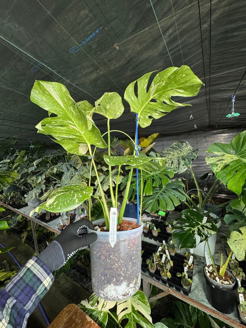 V*k様 モンステラ　タイコンステレーション　スターライト