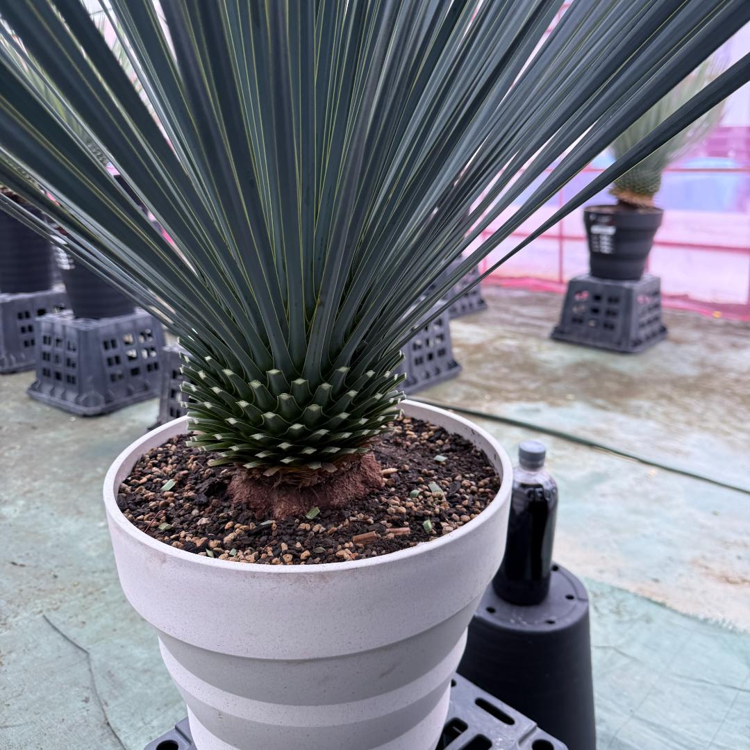 【AL1048】ユッカ　ロストラータ　ランチョブルー　数量限定販売