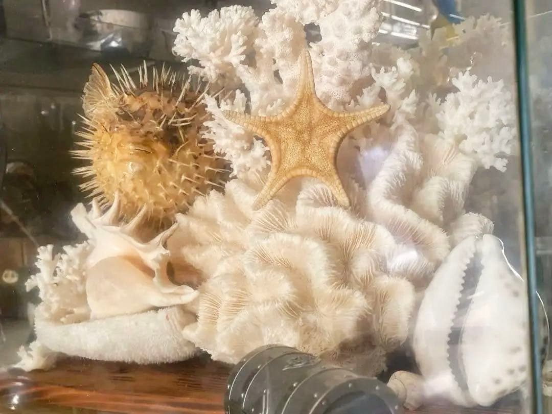 珊瑚　縁起物　昭和時代物　宝箱付き　アンティーク