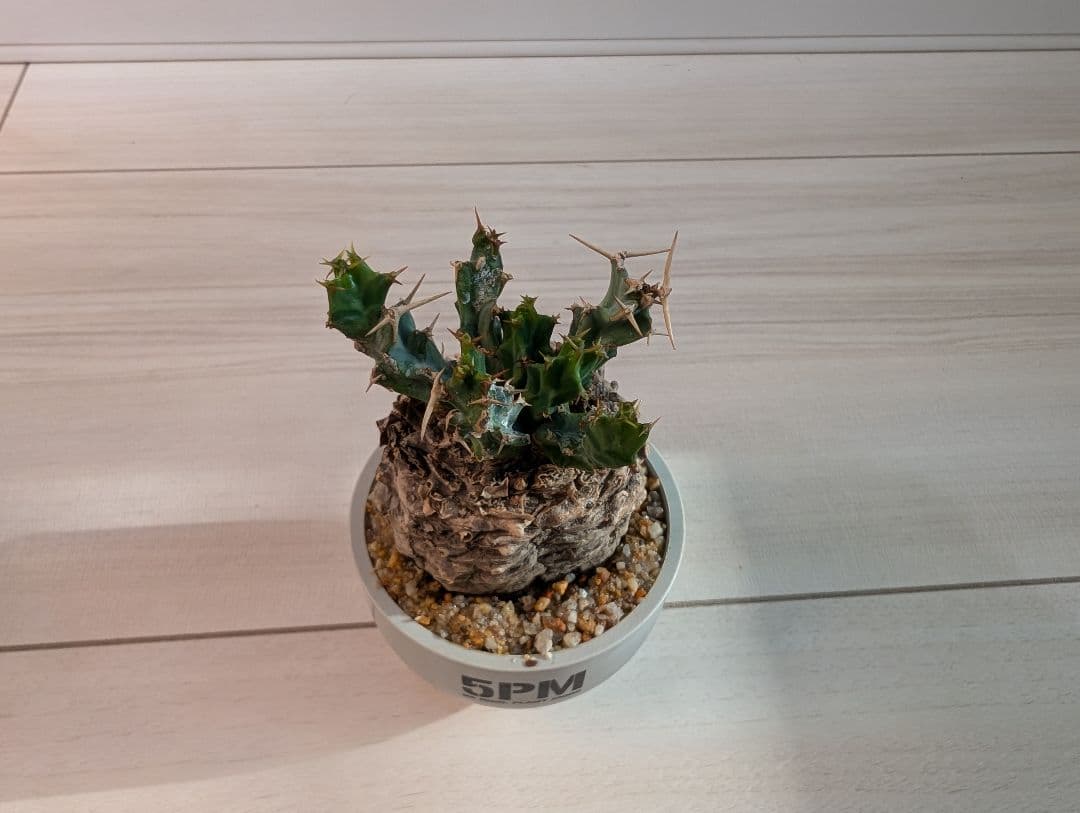 ユーフォルビア クラビゲラ 現地株 超ミニサイズ 手乗り 塊根植物