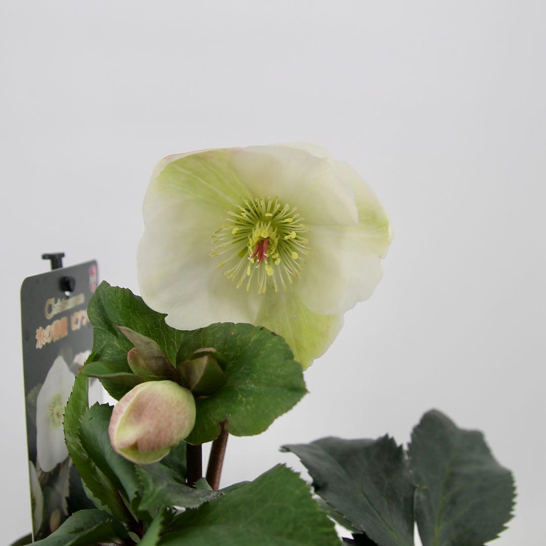 クリスマスローズ　氷の薔薇　6鉢セット