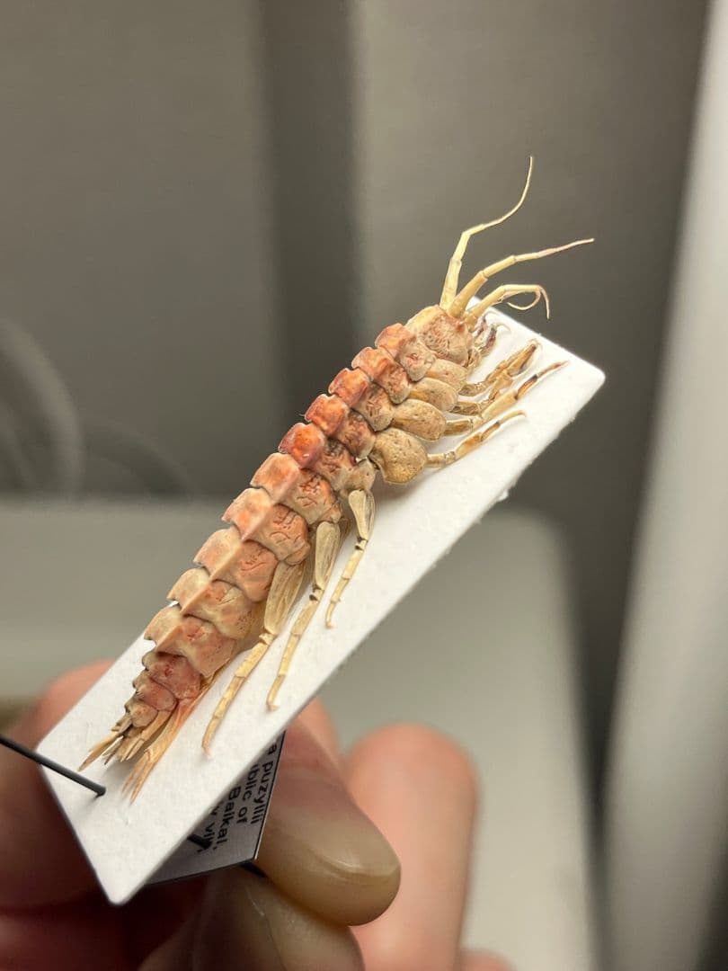 バイカルヨコエビ バイカル湖 標本 ムカデヤスデミリピードセンチピードサソリ