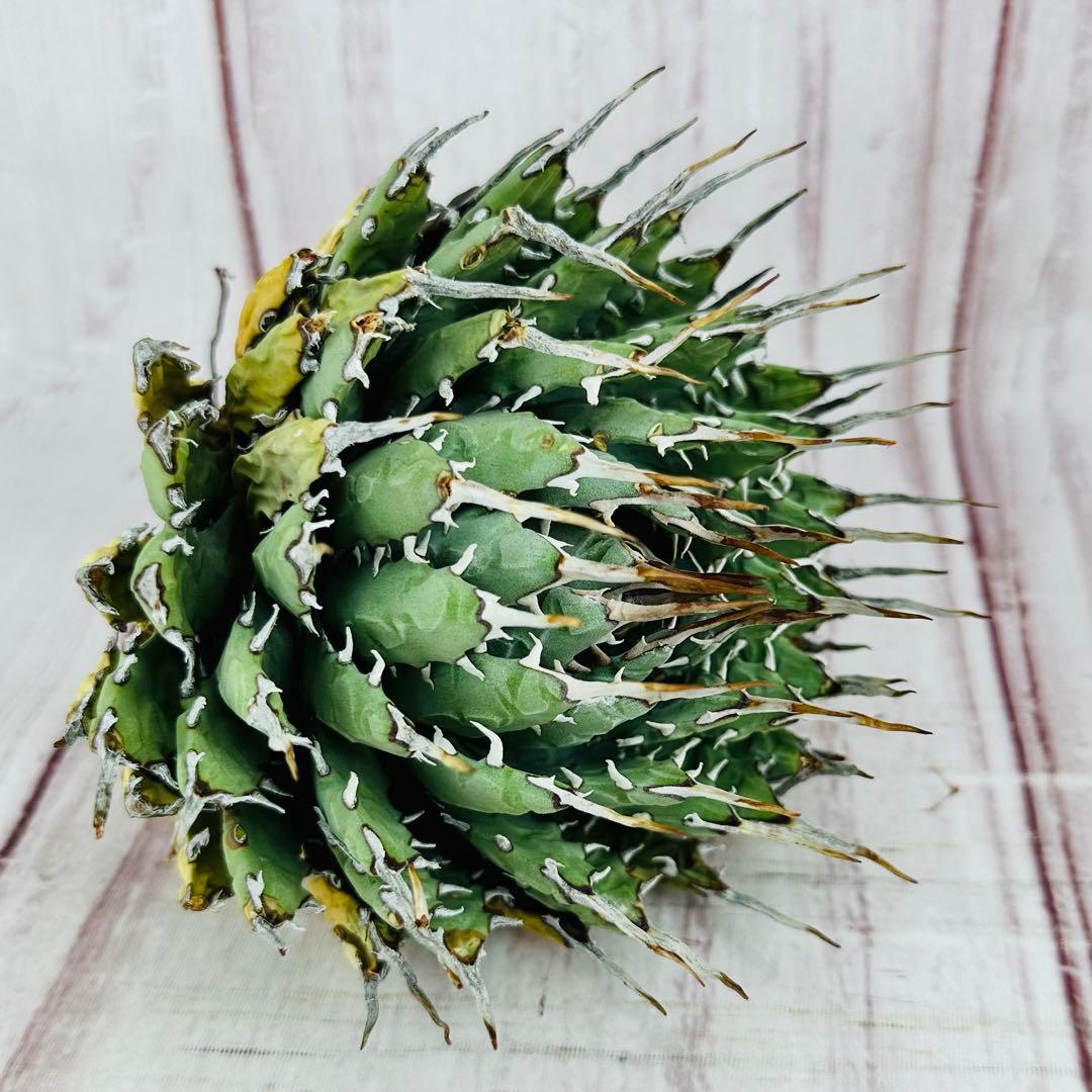 166 アガベ ユタエンシス エボリスピナ 短葉 短刺 太葉