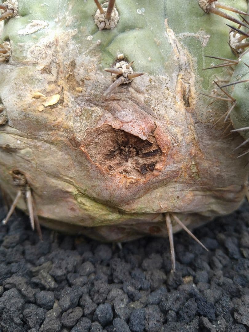 コピアポア　黒王丸　子付き　台付？