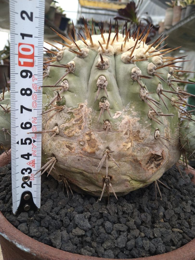 コピアポア　黒王丸　子付き　台付？