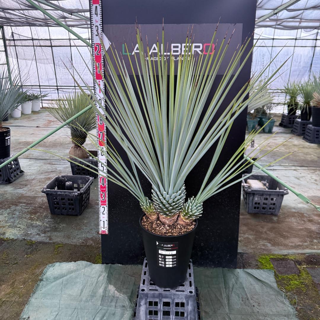 H*U様 【AL1122】ユッカ　リギダ　超希少トリプルヘッド