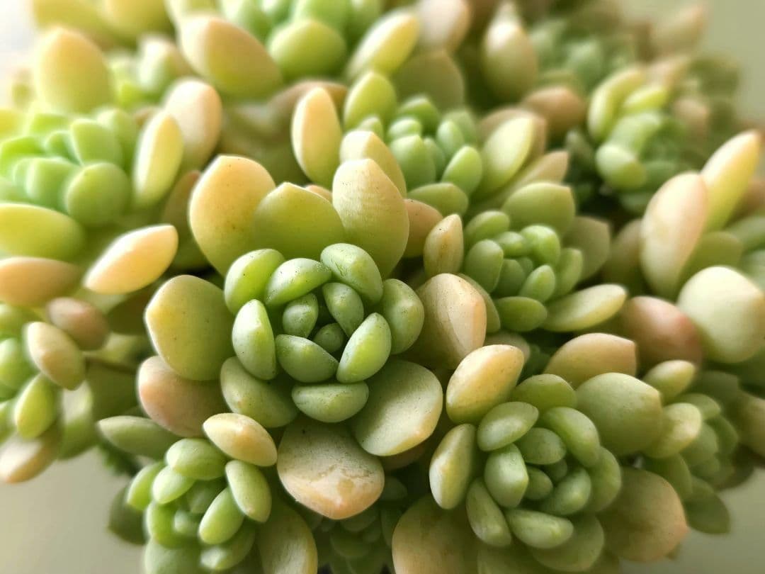 多肉植物♡メイプルハニー～超モリモリ～♡ぼのぼのさん苗♡ポットごと発送^^