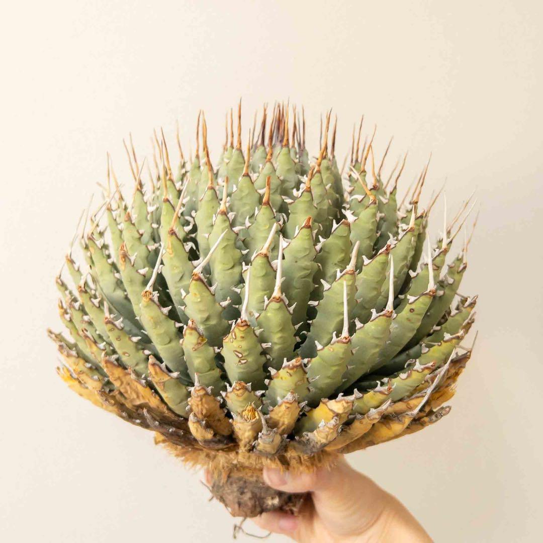 【目玉商品】 ユタエンシス エボリスピナ 現地株 ベアルート 陽炎 アガベ