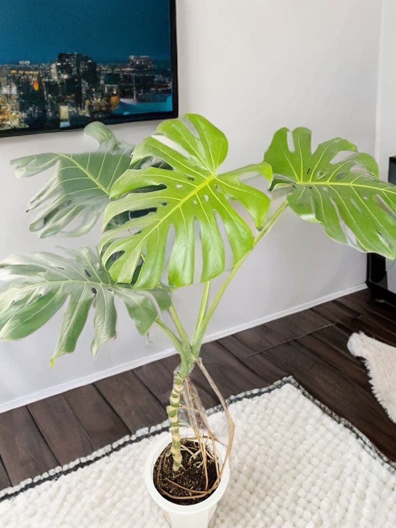 幹上がり　幹立ち　モンステラ　デリシオーサ　オシャレ　インテリア　観葉植物