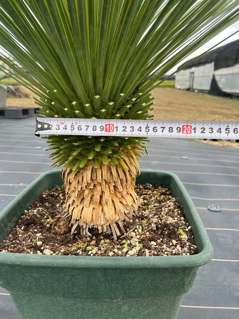 ユッカ　ロストラータ　幹上がり　15