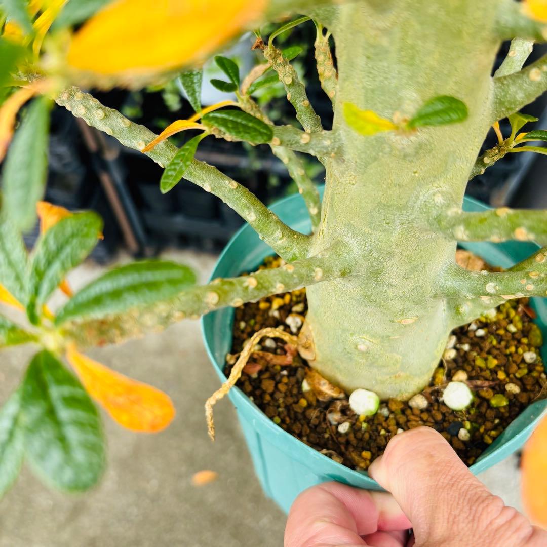 短期間限定超特価！ 大株 ドルステニアギガス 発根済 コーデックス