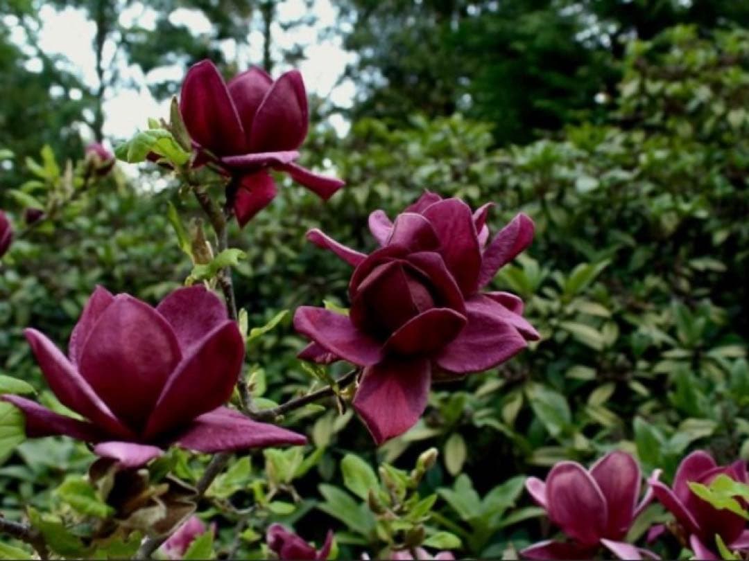 ②*:ஐ矮性で鉢栽培も可能‼︎魅力的な花色‼︎*:ஐモクレン・苗木【ジェニー】5号