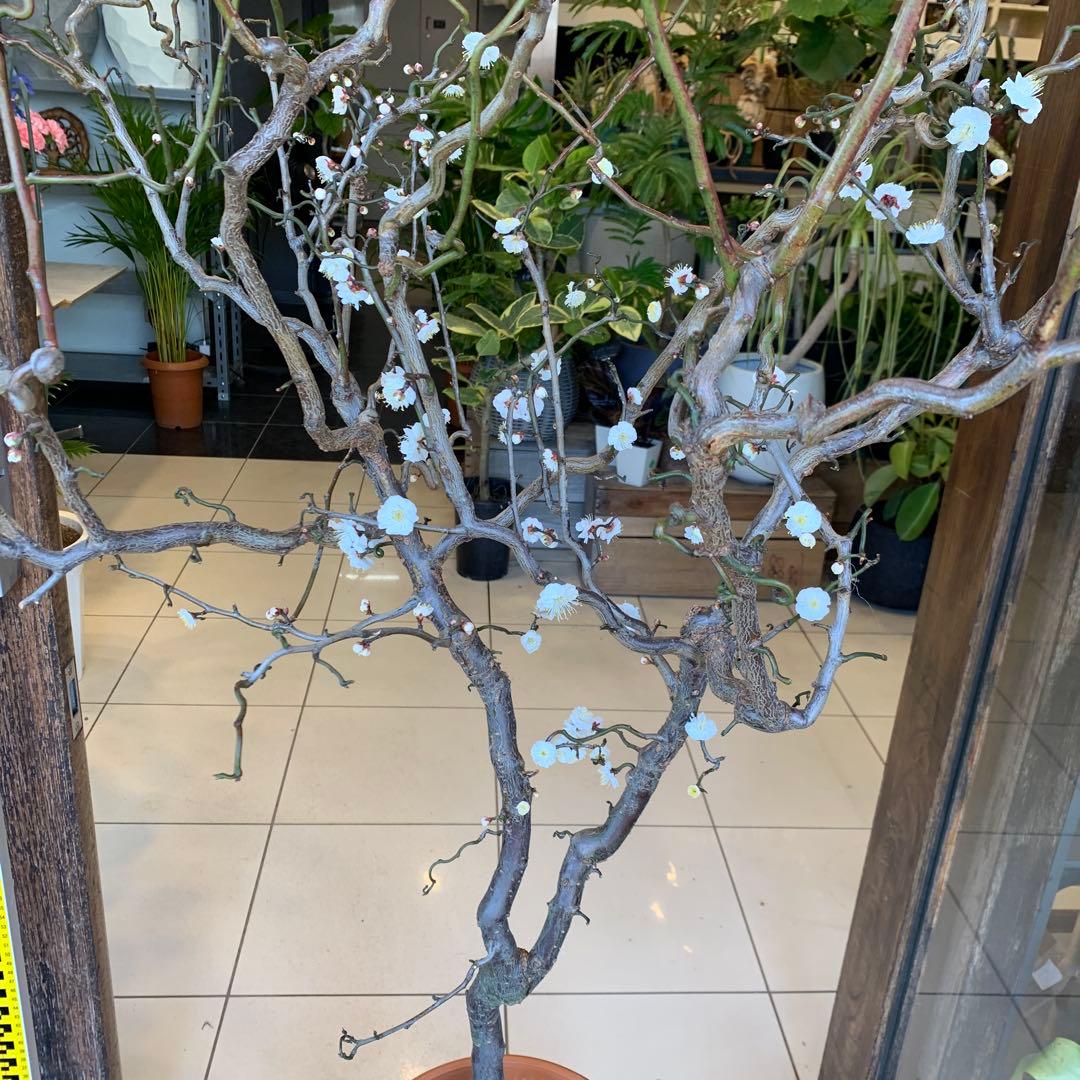 雲竜梅　ウンリュウバイ 10号