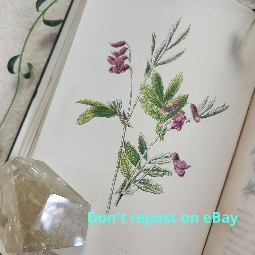植物図鑑　洋書　ボタニカルアート　アンティーク　リトグラフ　24