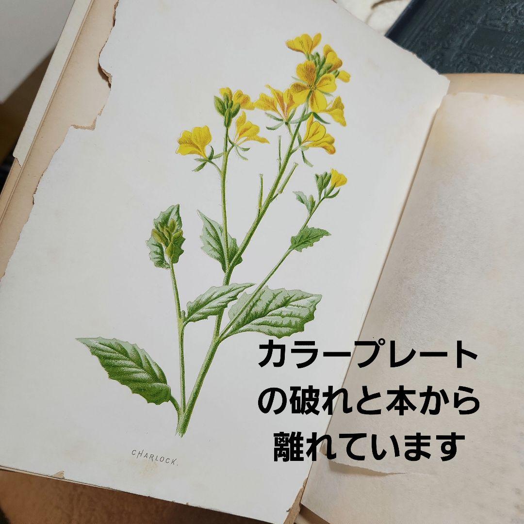 植物図鑑　洋書　ボタニカルアート　アンティーク　リトグラフ　24