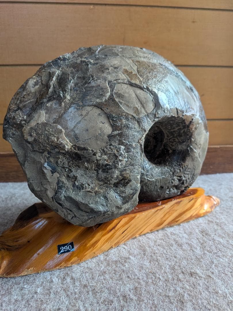 アンモナイト化石 27cm(290)