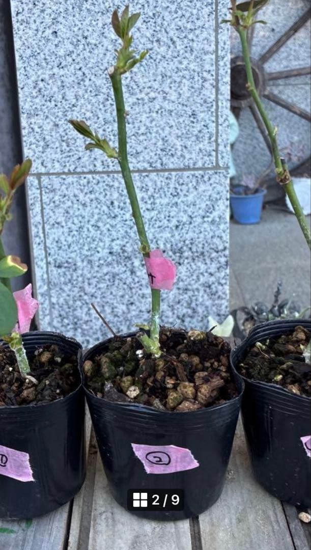 バラ苗　購入前にコメント