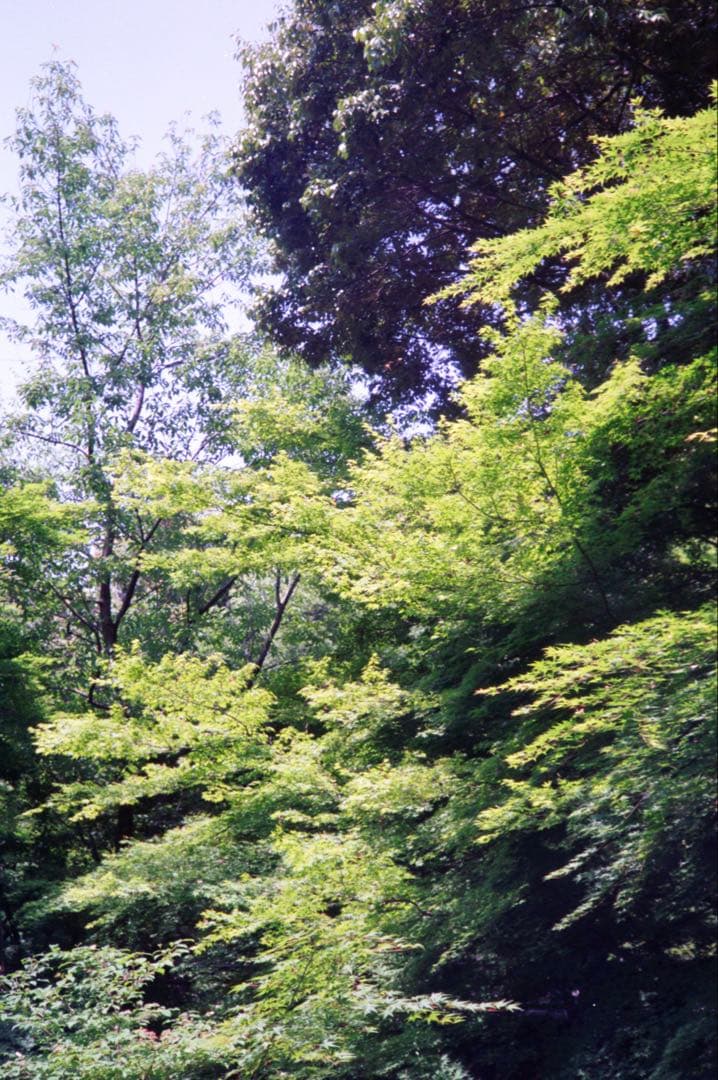 OLYMPUS 35 RC 整備、テスト撮影済み　179544