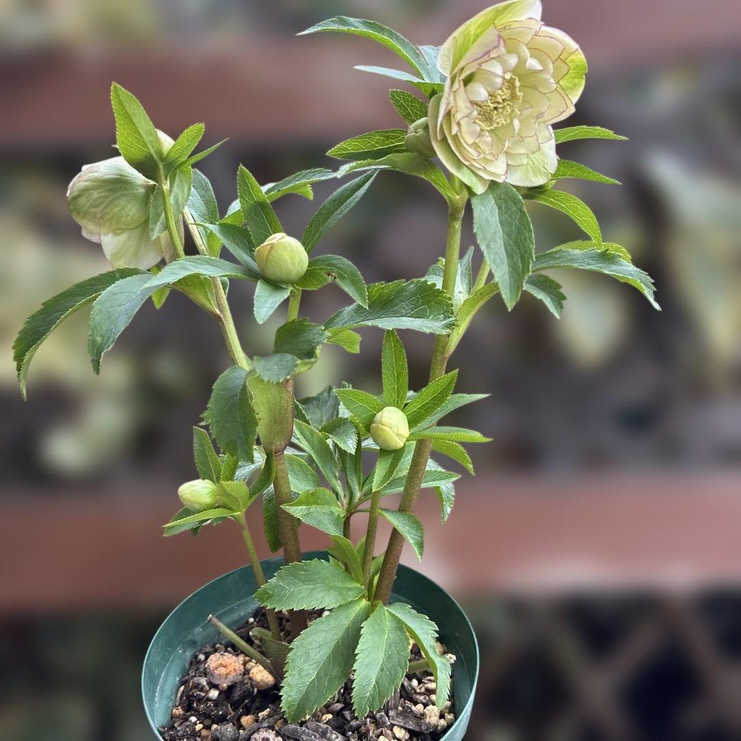 淡い緑色の八重咲き花