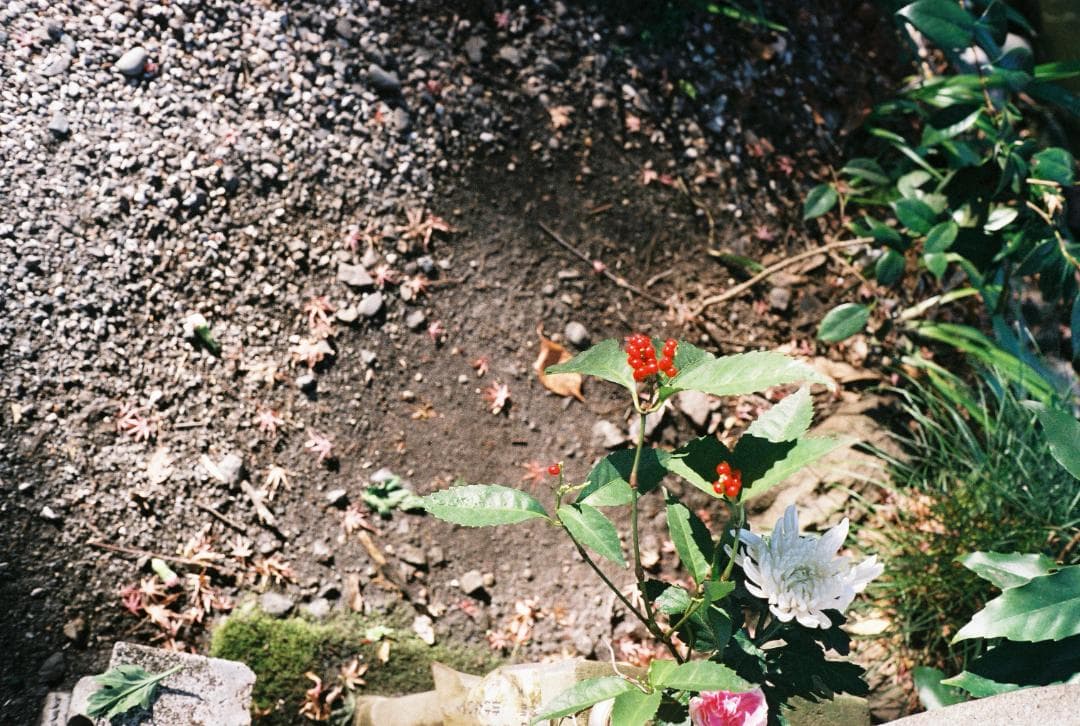 レア 極美品 MINOLTA HI-MATIC 7S II 訳あり