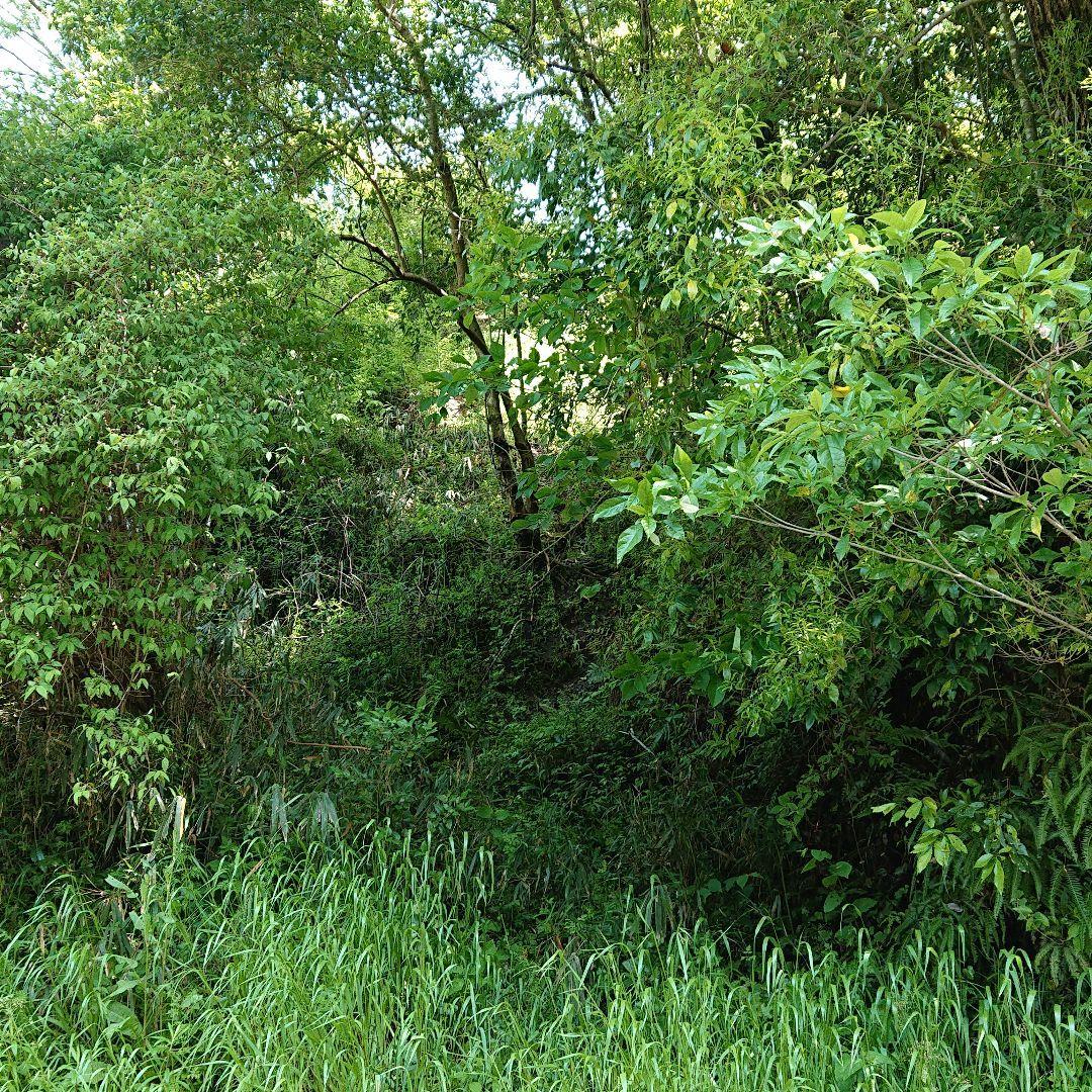 わらび苗(紀伊山地)500本