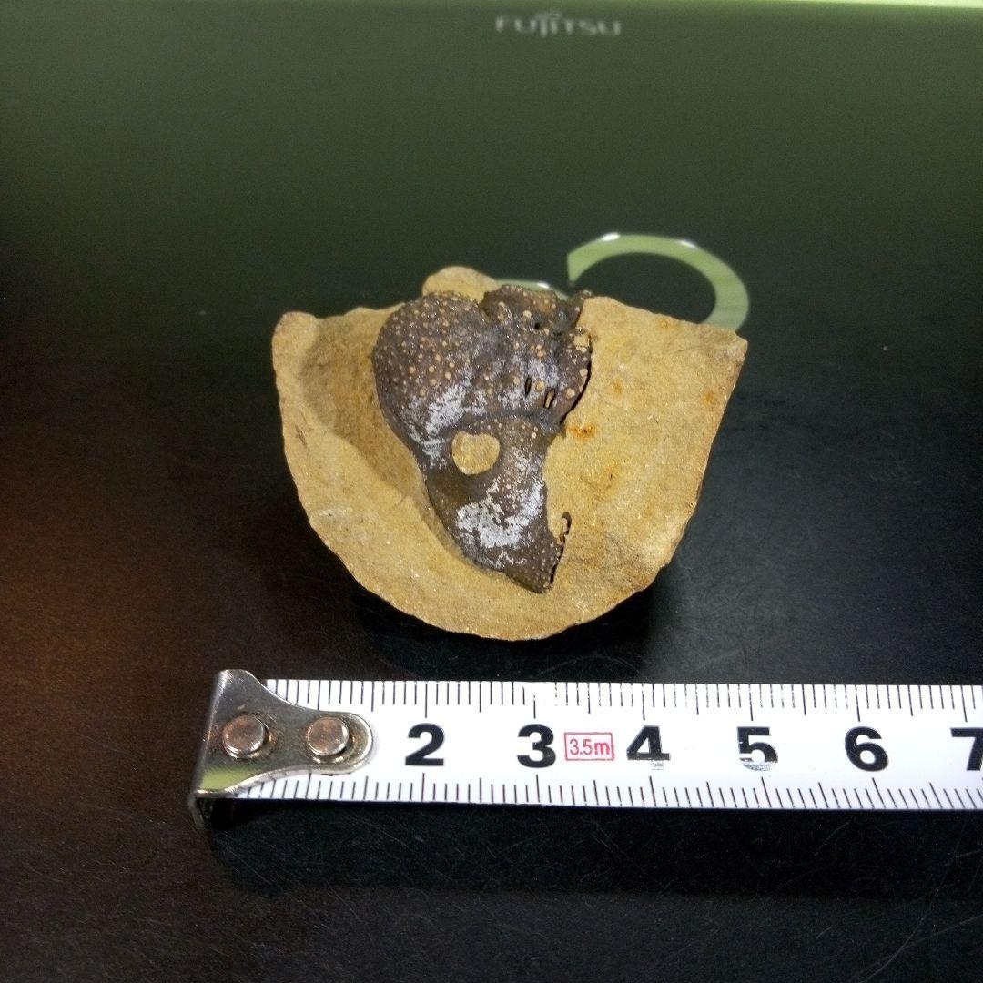 三葉虫　化石　fossil　ボリビア　trilobite　海生動物　三葉虫識別④