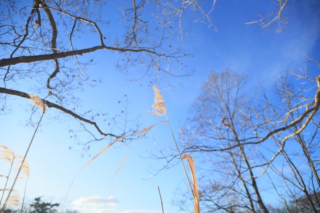 レンズ(単焦点) CANON EF 20mm F2.8 USM