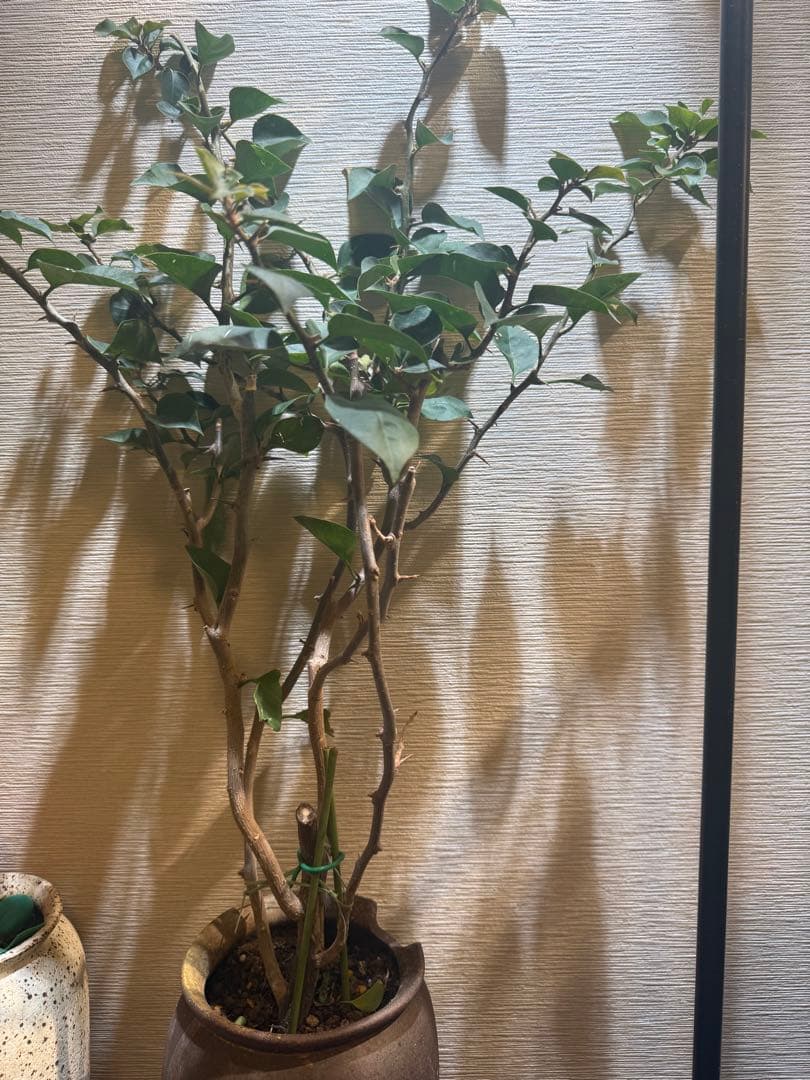 貴重な￼ブーゲンビリア大苗￼