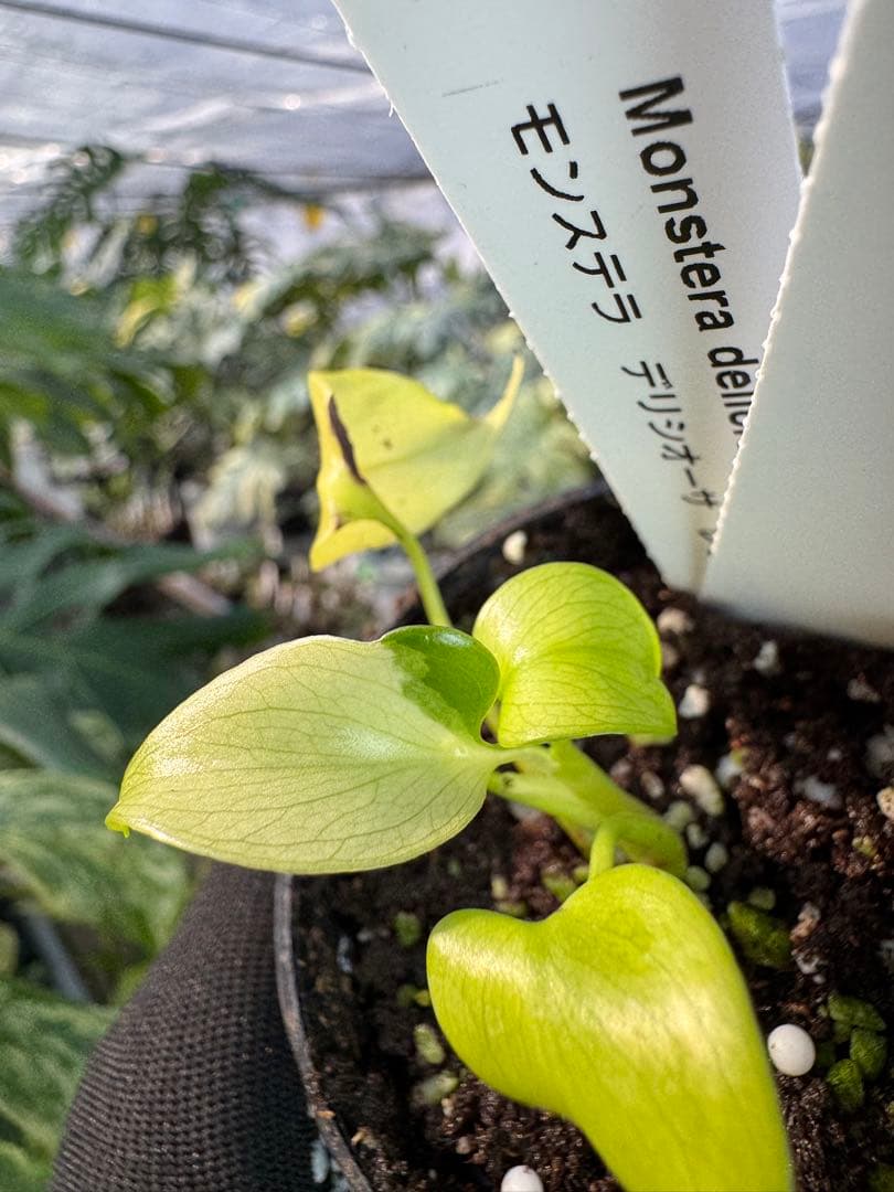 6 モンステラ　デリシオーサ　レオンライム　レモンライム