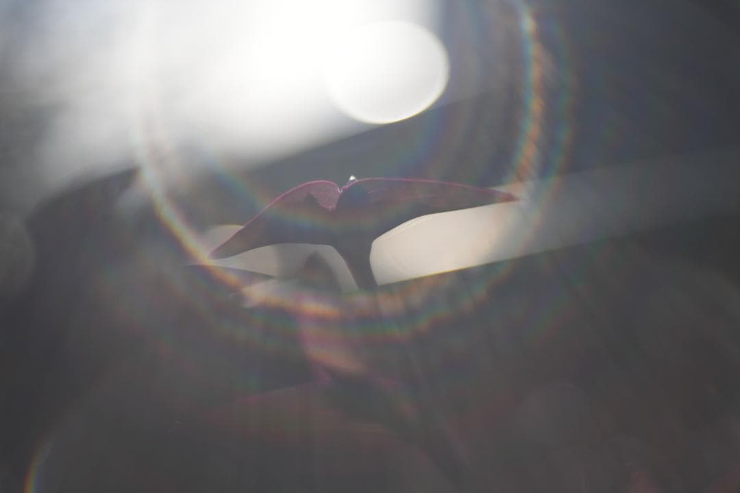 Primoplan 58mm f1.9V 整備済 マウントアダプタ付