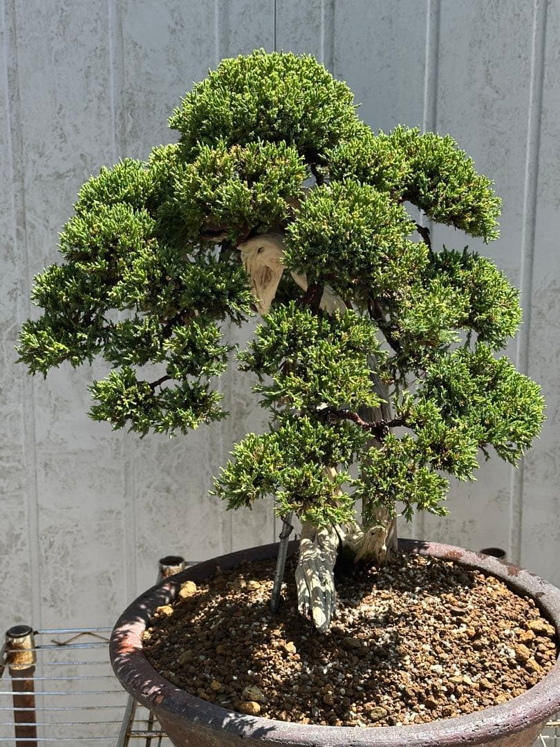 中型盆栽( 引取限定　) 大阪府和泉市