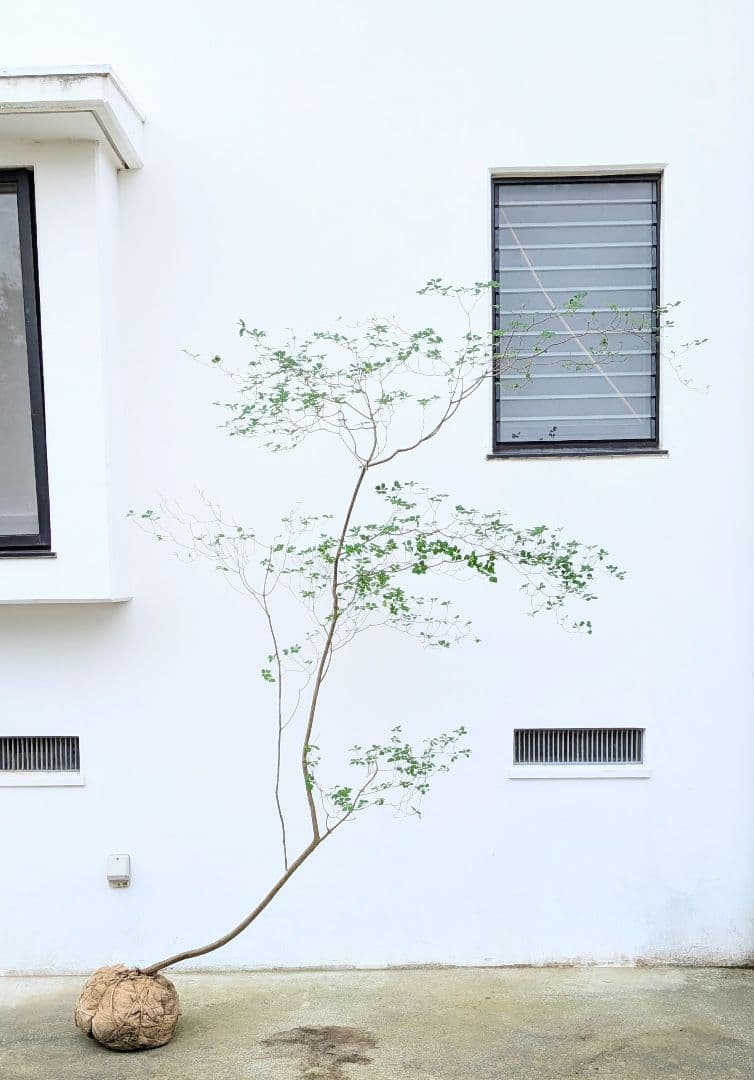 至極。山採りドウダンツツジ。