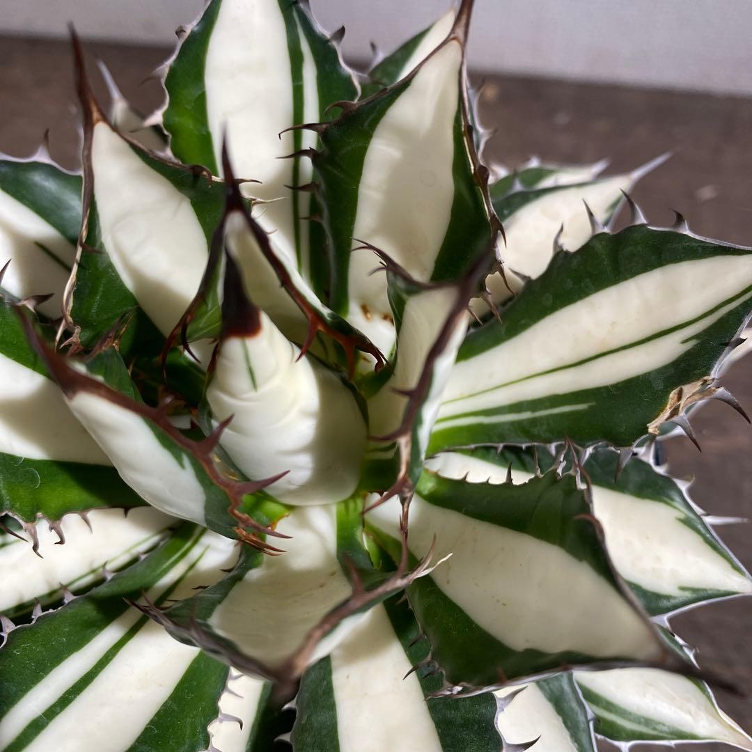 アガベ　ホリダ白中斑入　極上ラスト