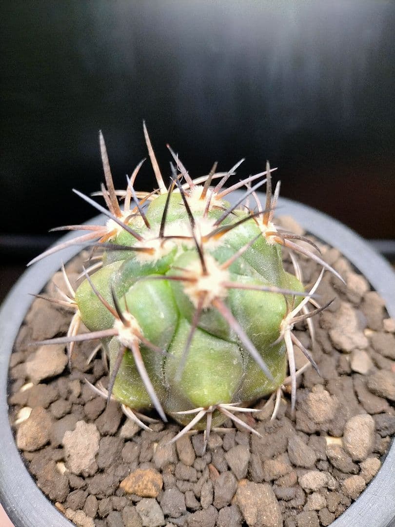 サボテン コピアポア 黒王丸×帝冠竜 (シネレア×カルデラナ) SRL鉢ごと配送