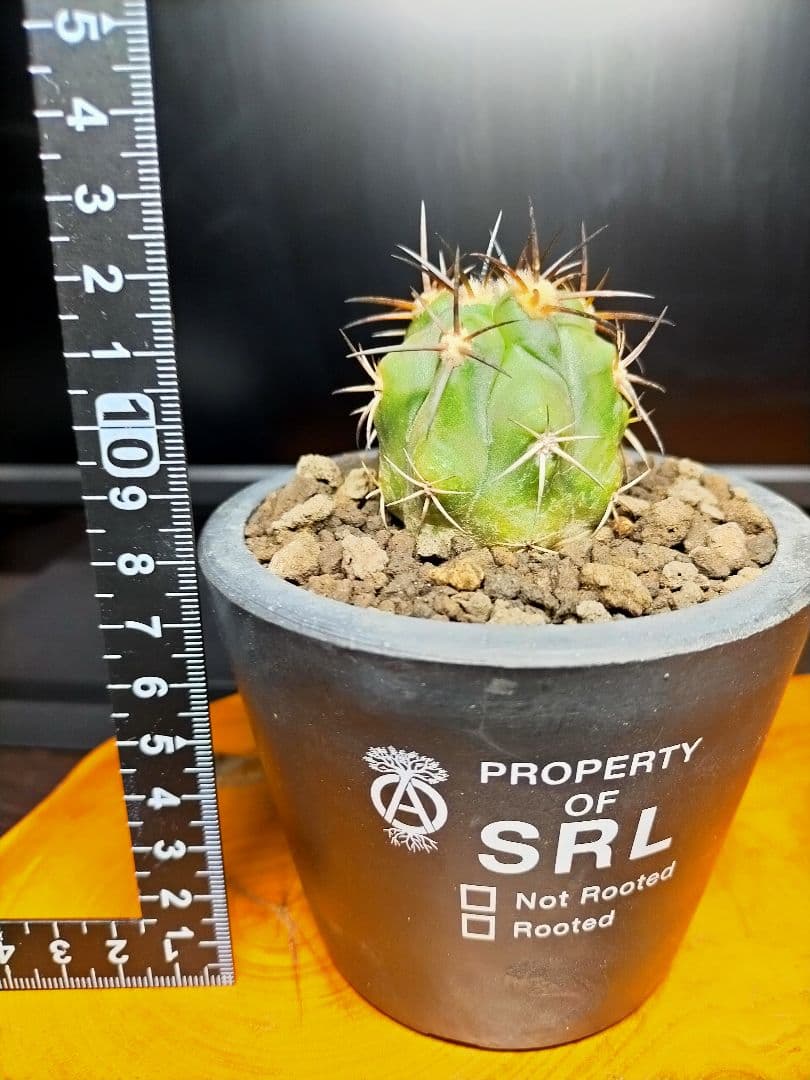 サボテン コピアポア 黒王丸×帝冠竜 (シネレア×カルデラナ) SRL鉢ごと配送