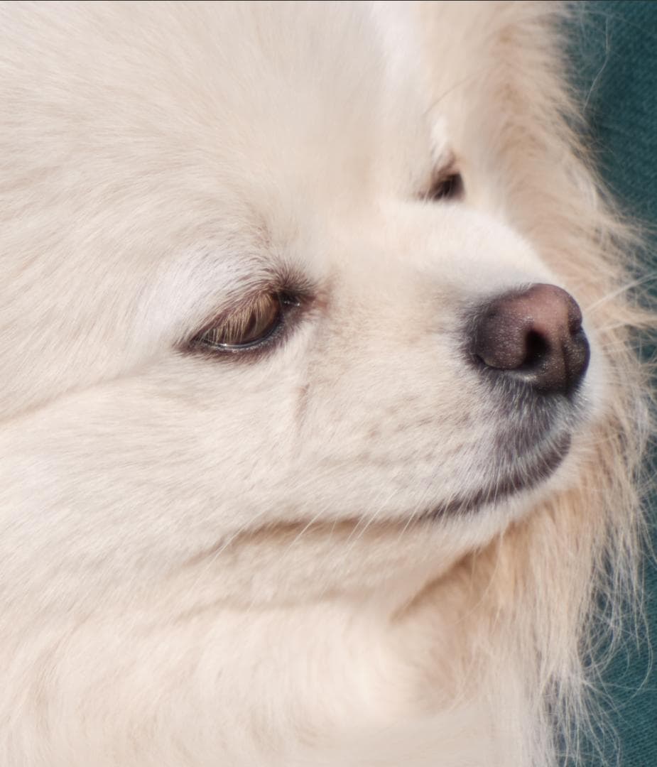 MAMIYA SEKOR C 80mm F1.9 マミヤ　中古