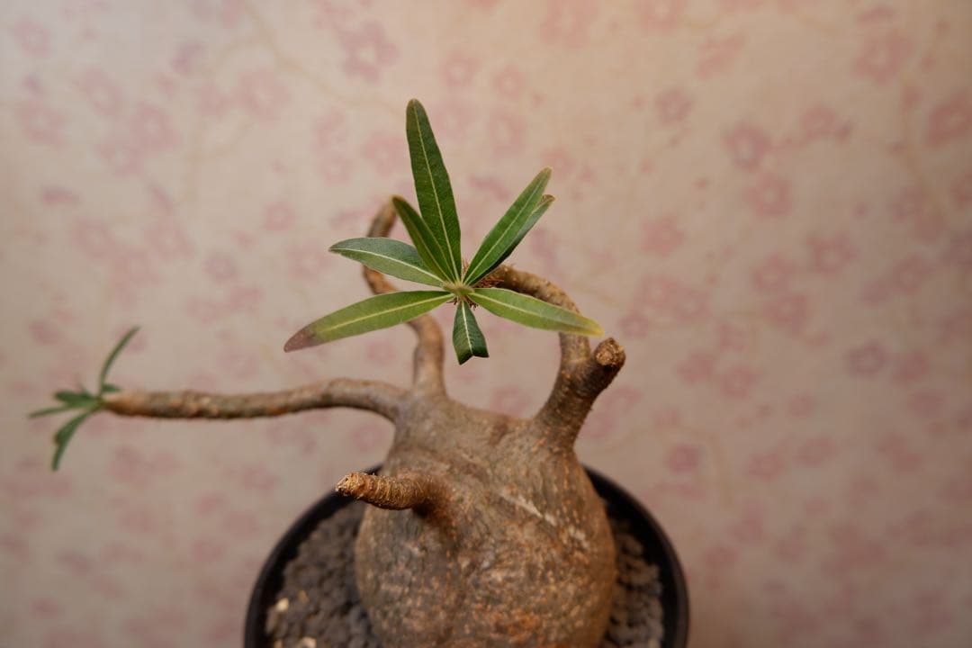 パキポディウム・グラキリス　現地球