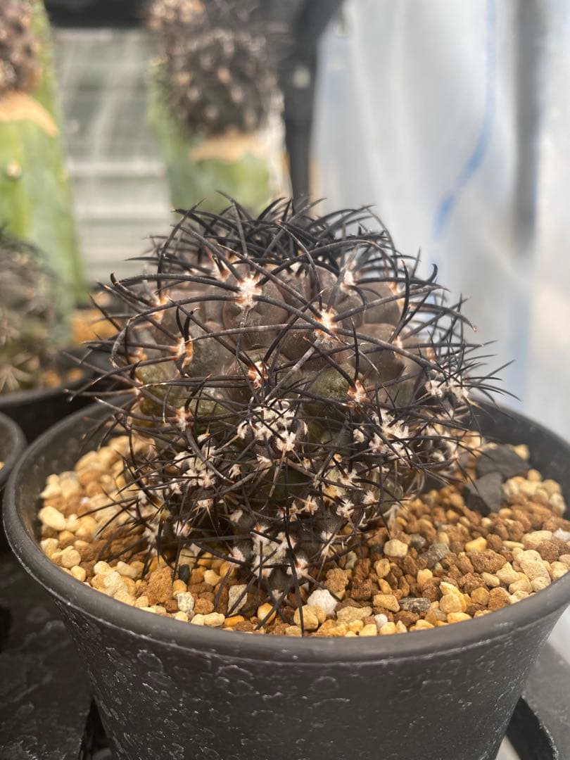 コピアポアグリセオビオラセア　栗星玉　子株9株付き　台付