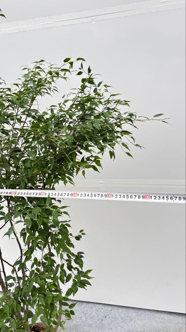 美しい樹形が魅力的 山採り ハイノキ 株立 703 樹高1.7m位 高級樹