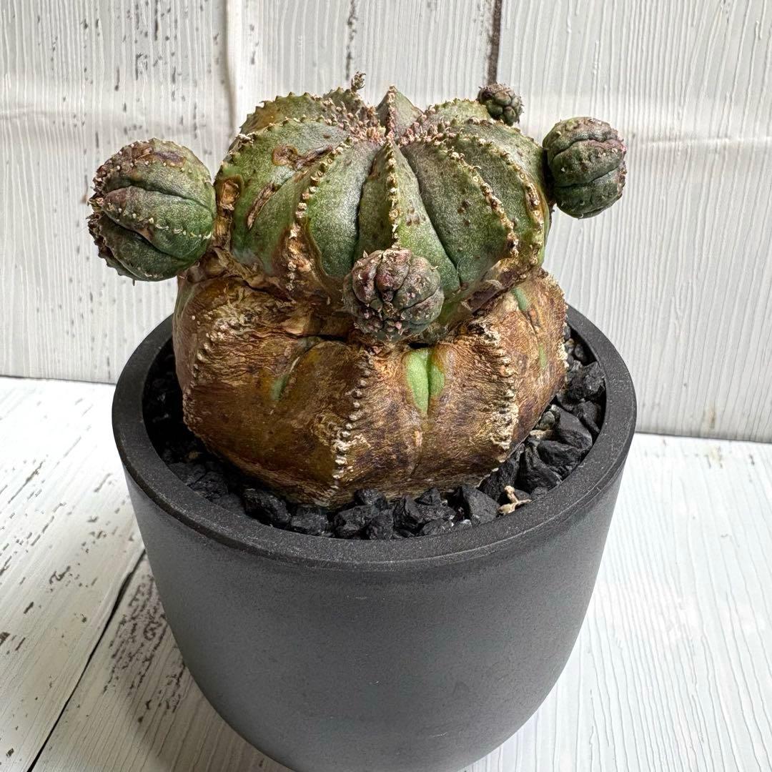 【特選極上大株】ユーフォルビア　オベサ　木質化　発根済み　鉢ごと発送