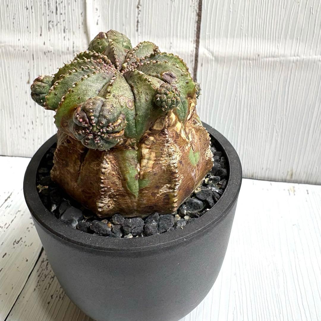 【特選極上大株】ユーフォルビア　オベサ　木質化　発根済み　鉢ごと発送