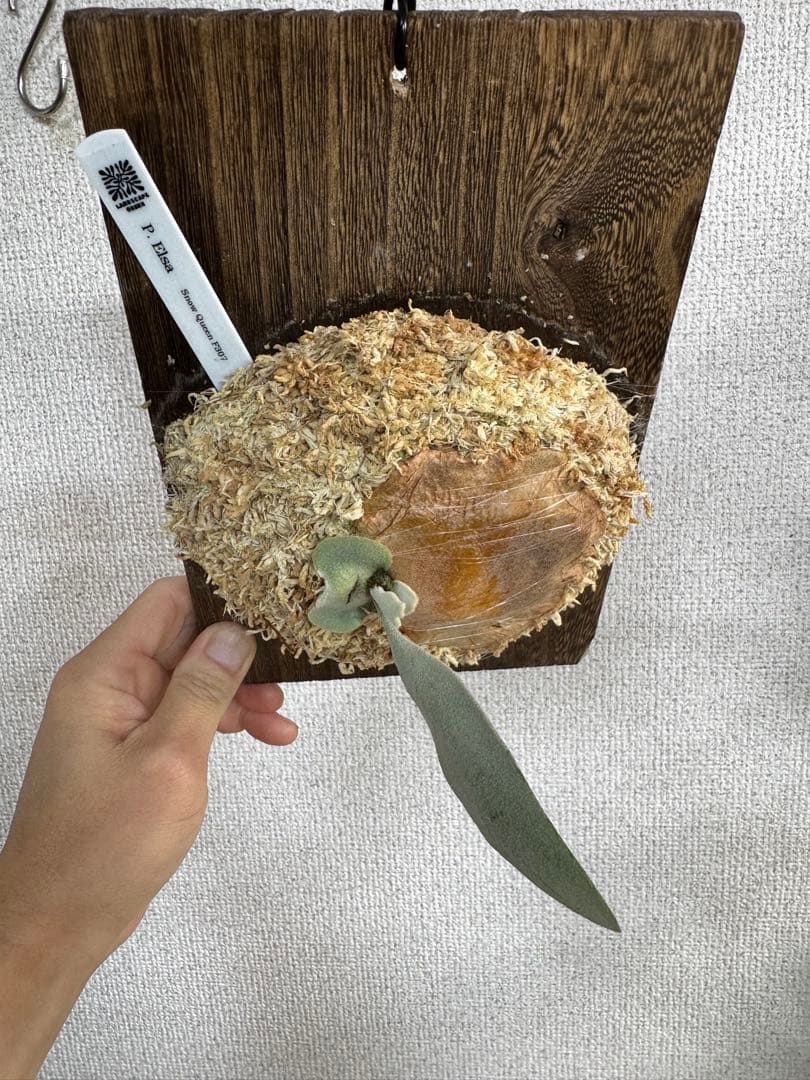 【子株】P. Elsa  Queen F307 ビカクシダ　子株　OC